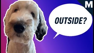 How To Teach Your Dog to Talk  Mashable [upl. by Anibor158]