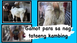 Ways on how to cure goat’s diarrhea l Goat Farming Part 12 [upl. by Swinton]