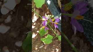 Solanum trilobatum is a plant species in the nightshade family Solanaceae [upl. by Ettelliw]