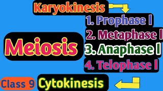 Meiosis class 9  phases of meiosis  meiosis 1  meiosis in Urdu  meiosis in Hindi [upl. by Neitsirhc]