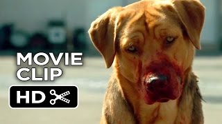 A Dogs Journey 2019  Boss Dogs Trick Scene 810  Movieclips [upl. by Delos586]