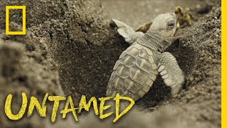 Surviving Sea Turtles  Untamed [upl. by Northington]