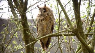 Long eared owl [upl. by Aratahs]