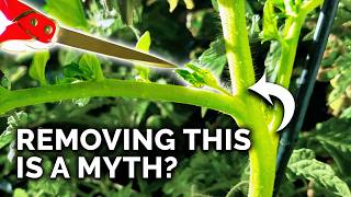 9 Tomato Growing Myths to Avoid [upl. by Odlauso305]