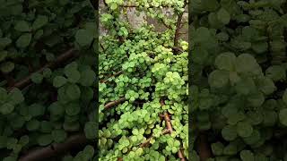 Jade Plant ☘️ 🌱garden plants bonsai gardening jadeplantcare natureshorts [upl. by Seta]