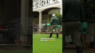 🍂 Shield your lawn this fall Prevent winter weeds amp get a lush spring lawn 🌿💚 LawnCareTips⁠ [upl. by Kelwin]