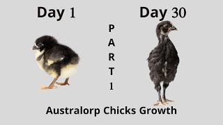 Australorp Chicks Growth Part 1  Day 1 to 30 [upl. by Hairej]