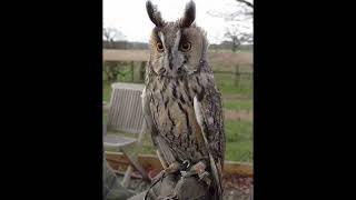 Long Eared Owl Bird Call [upl. by Jeramie]