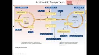 Lecture 18B Amino Acid Anabolism [upl. by Noreht732]