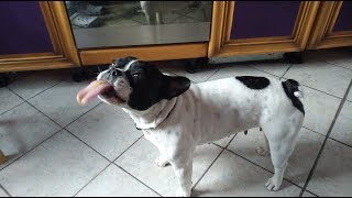 Best of funny Boston Terrier Funny Compilation [upl. by Okihcas898]