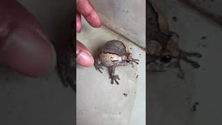 boing boing funny frog Part 5  HD Frog [upl. by Delly]