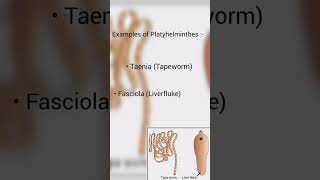 Phylum Platyhelminthes  Animal kingdom  Biology Class 11 biology biologyclass11 studymusic [upl. by Cudlip]