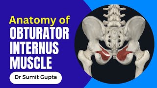 OBTURATOR INTERNUS MUSCLE 3D ANATOMY [upl. by Kylila790]