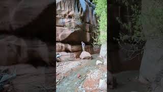 TAYLOR CREEK TRAIL  Kolob Canyon  Waterfall  Zion National Park  Utah  Pickupsports  36 [upl. by Arron]