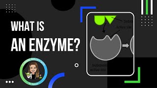 What are Enzymes and What do they Do [upl. by Iadam778]