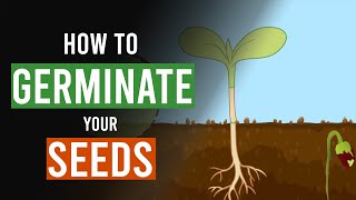 How to Germinate your Cannabis Seeds [upl. by Hunfredo]