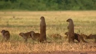 Gang Warfare for the Mongoose Mob  Banded Brothers  BBC Earth [upl. by Dierdre]