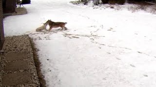 Coyote attacks familys dog in Illinois [upl. by Doris]