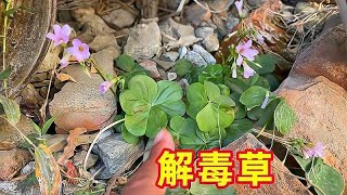 红花酢浆草也叫三叶酸，童年时喜欢吃它的叶子，你知道它的价值吗 [upl. by Davina34]