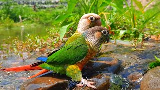 Green Cheek Conure very fun to play in the water  conure sounds [upl. by Davies]