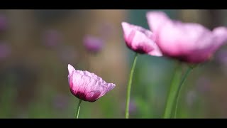 Sony E 55210mm OSS  Cinematic Test Film [upl. by West593]