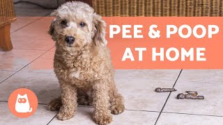 My DOG PEES and POOPS Indoors 🐕💦 Behavior and Cleaning Tips [upl. by Eeuqram]