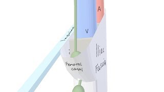 3D Tour of the Femoral Canal [upl. by Quincy]