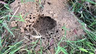 Controlling Fire Ants in Pastures and Hay Fields [upl. by Aciretal]