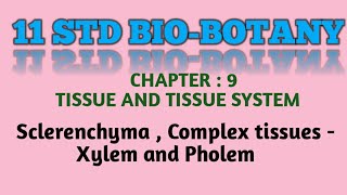 11 Std Biobotany chapter  9 Sclerenchyma Complex tissues  Xylem and Phloem [upl. by Petula913]