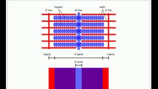 Sliding Filament Model of Muscle Contraction [upl. by Ennairam139]