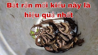 cách câu rắn mối không dùng lưỡi câu cực nhại cuocsongmientay [upl. by Walworth739]