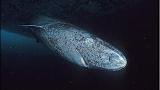 Facts The Greenland Shark [upl. by Rosaline]