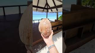 Follow the coconut to Paradise maldives travel maldives [upl. by Nsaj]