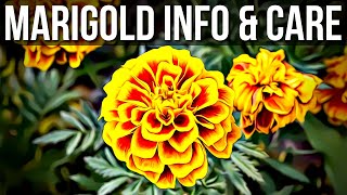 Marigold Info And Care  How To Grow Marigold Plant From Seeds [upl. by Teria545]