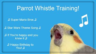 Bird Whistle Training Teach Your Bird  Parrot to Sing 8 Hour Loop [upl. by Ursa]