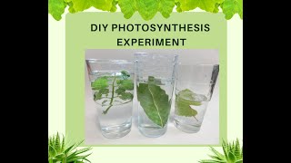 DIY Photosynthesis Experiment [upl. by Dore]