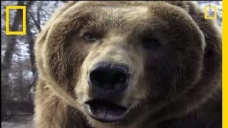 How to Survive a Grizzly Attack  National Geographic [upl. by Wailoo27]