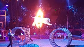 MonteCarlo Circus Festival 2017 Zapashny brothers Tigers leap through flaming hoops [upl. by Robby920]