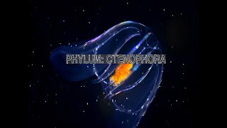 Phylum Ctenophora l NEET l BScl Complete video [upl. by Lyndsey]