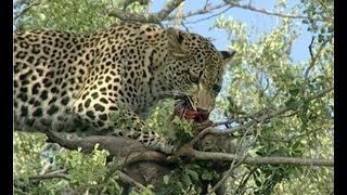 Leopards Tenacious Quest for Monkey Feast [upl. by Jessica231]