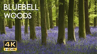 4K HDR Bluebell Woods  English Forest  Birds Singing  No Loop  Relaxing Nature Video amp Sounds [upl. by Marb]