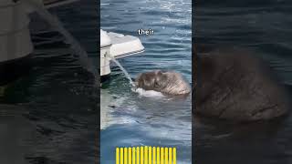 Weirdly Interesting Walrus Facts Revealed [upl. by Aikenat423]