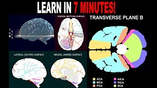 VASCULAR SUPPLY OF BRAIN  learn in 7 minutes [upl. by Nepsa]