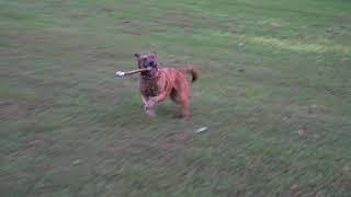 The crazy energy and beauty of a Mountain Cur dog [upl. by Leacim505]