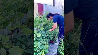 My little kitchen garden music bollywood song youtube gardenning shortvideo [upl. by Valida]