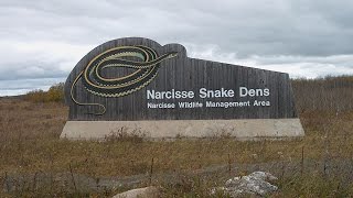 Narcisse Snake Dens [upl. by Fausta]