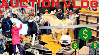 A TRIP TO THE HORSE AUCTION… [upl. by Aterg]