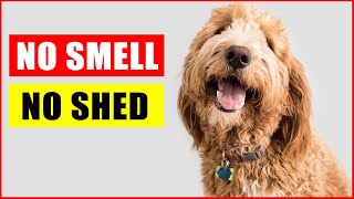 Top 14 Dog Breeds That Dont Shed or Smell [upl. by Apps]