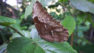 Fauna Forever  Getting close to a Blue morpho butterfly in Tambopata Peru [upl. by Eillom327]