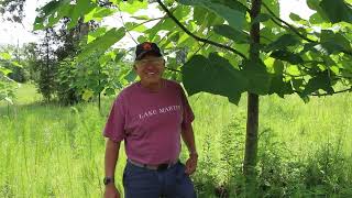 Introduction to Paulownia Trees Alexander Farms [upl. by Pontias313]